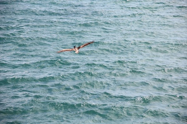 064-Летящий пеликан